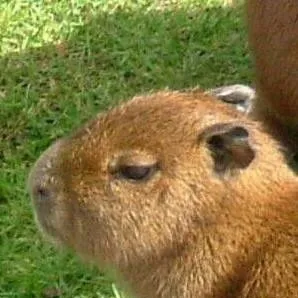 chat with ai character: capybara 