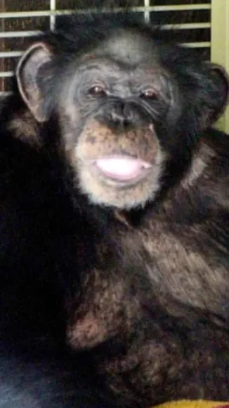 ai character: Travis the chimp background