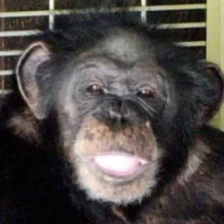 chat with ai character: Travis the chimp