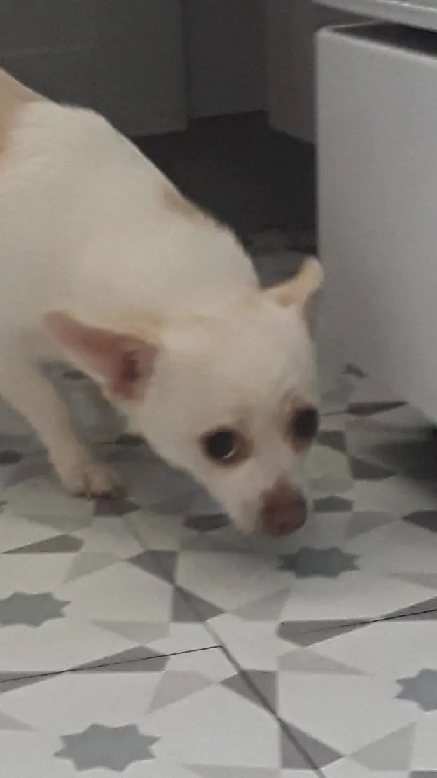 ai character: doggy background