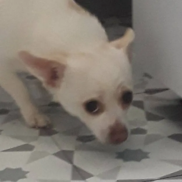 chat with ai character: doggy