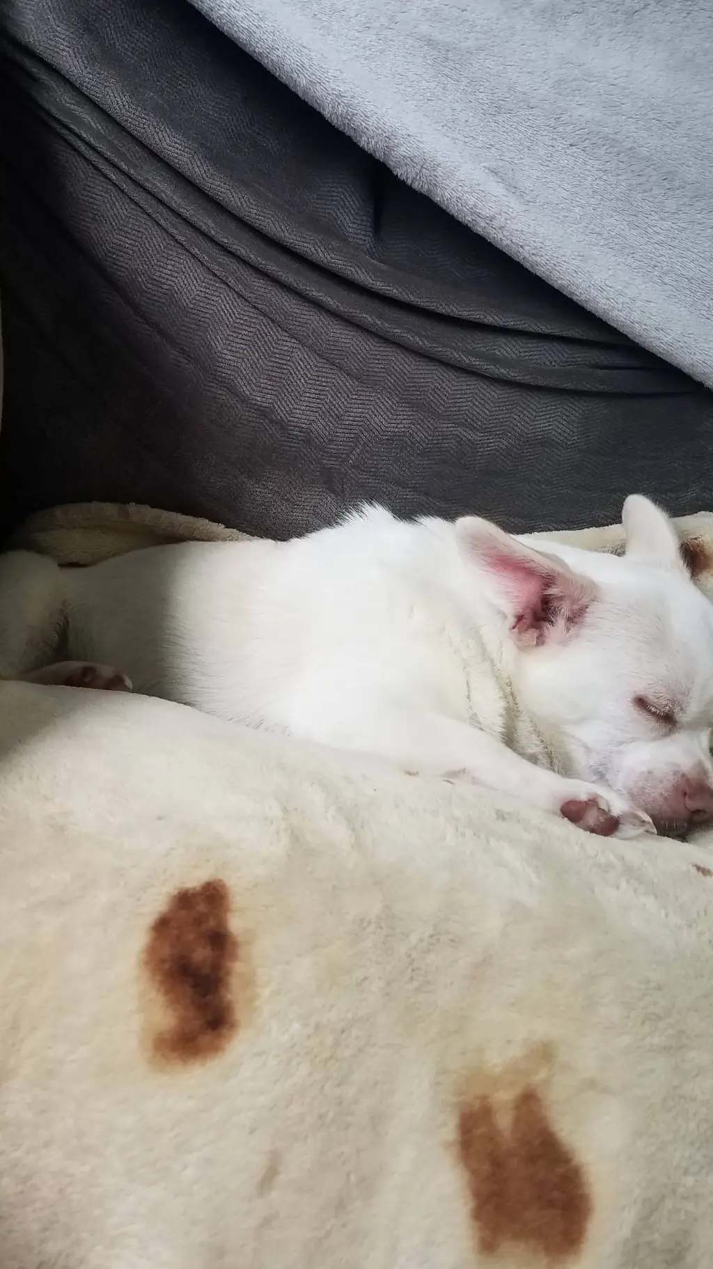 ai character: Adopt 🤮 chihuahua  background