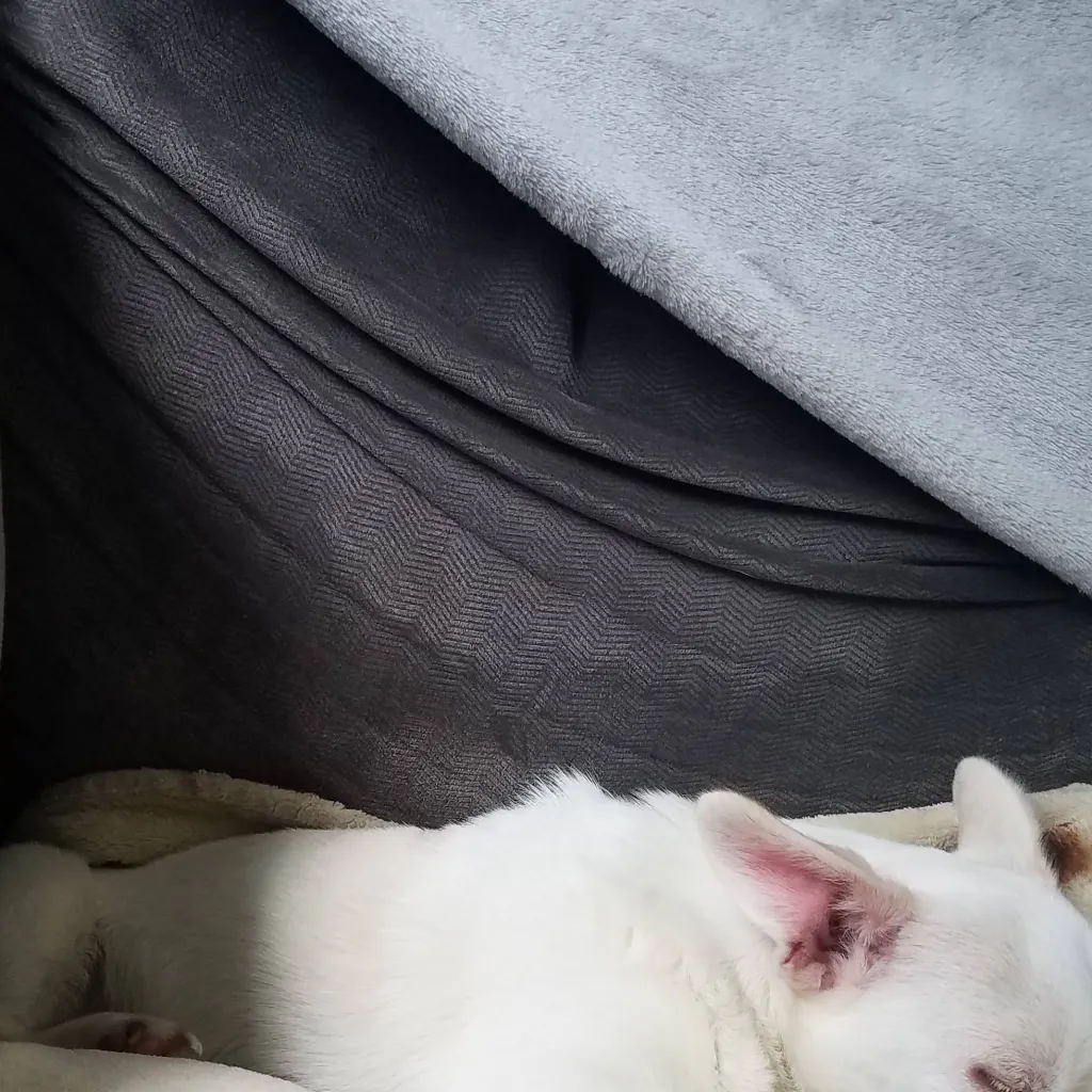 chat with ai character: Adopt 🤮 chihuahua 