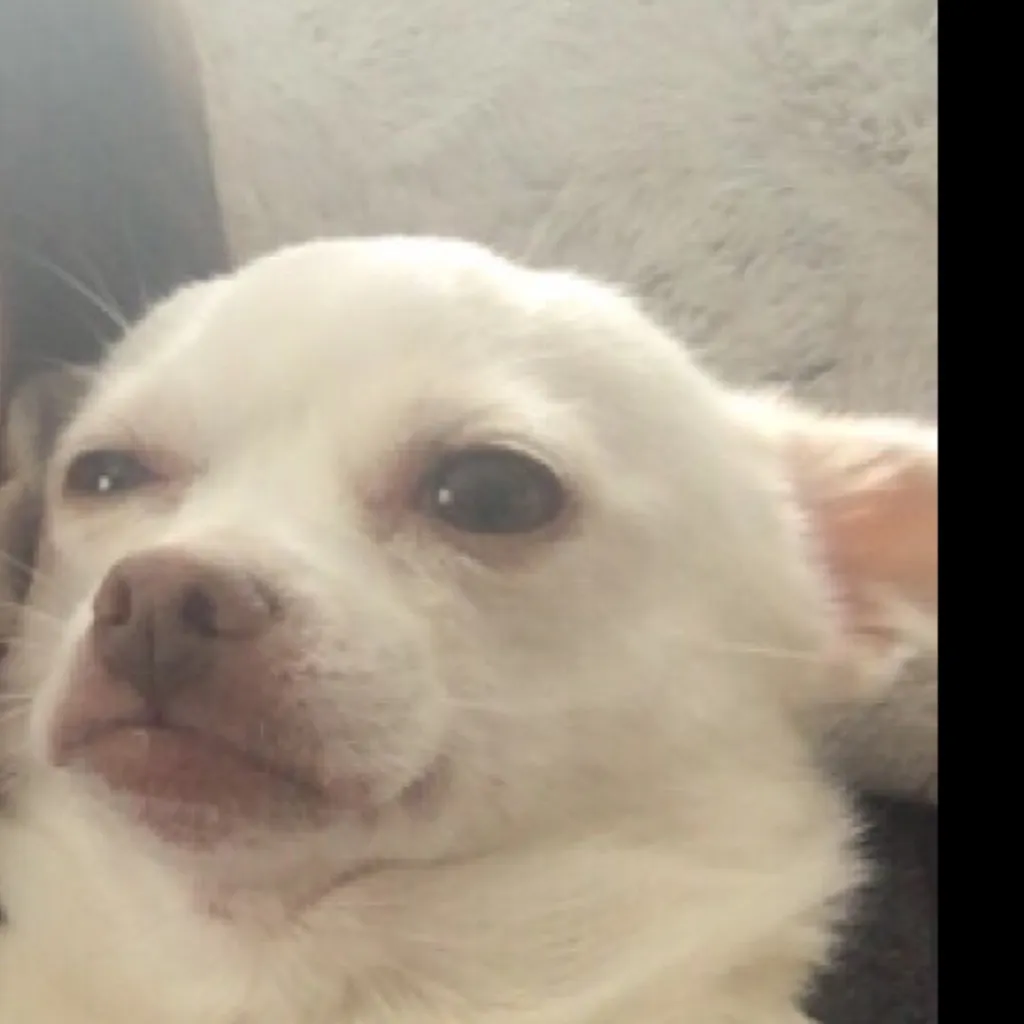 chat with ai character: Princess