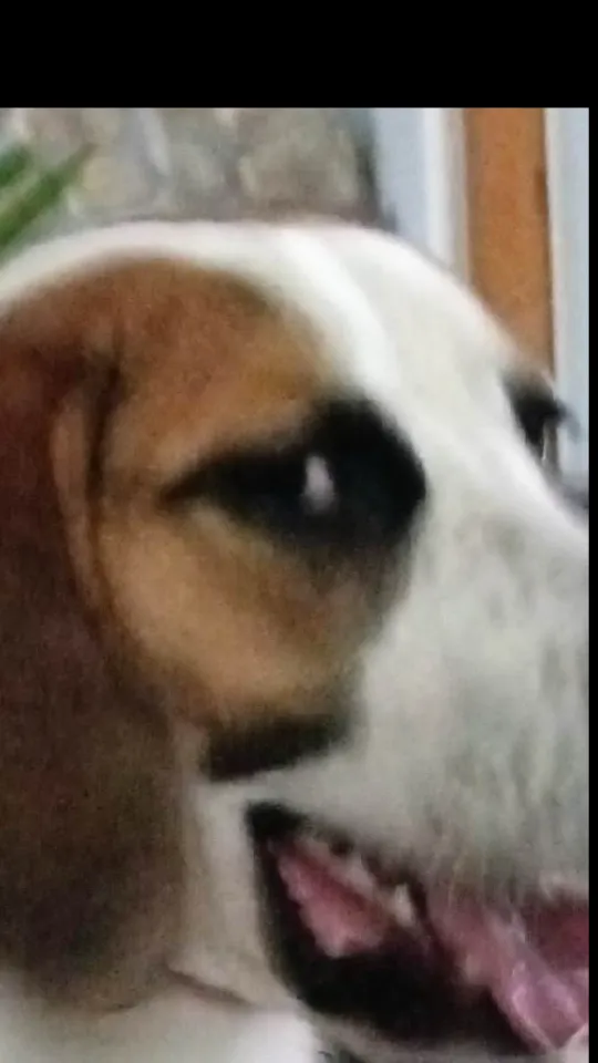 ai character: Doggyyyyyyy background