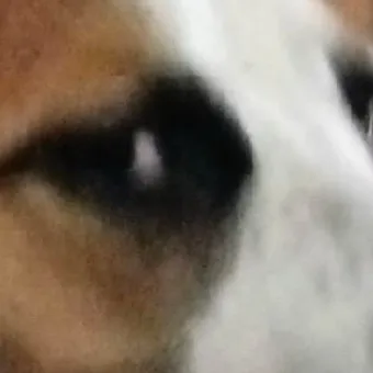 chat with ai character: Doggyyyyyyy