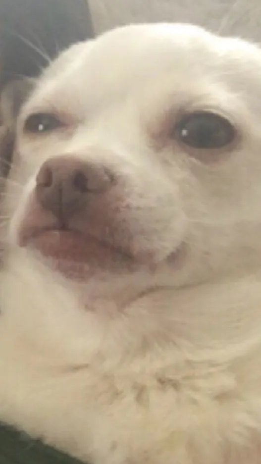 ai character: Adopt🤮Chihuahua background