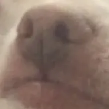chat with ai character: Adopt🤮Chihuahua
