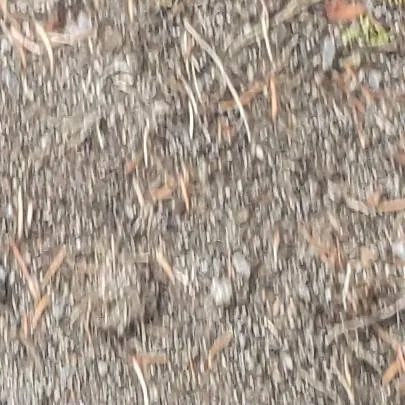 chat with ai character: HH desert trip