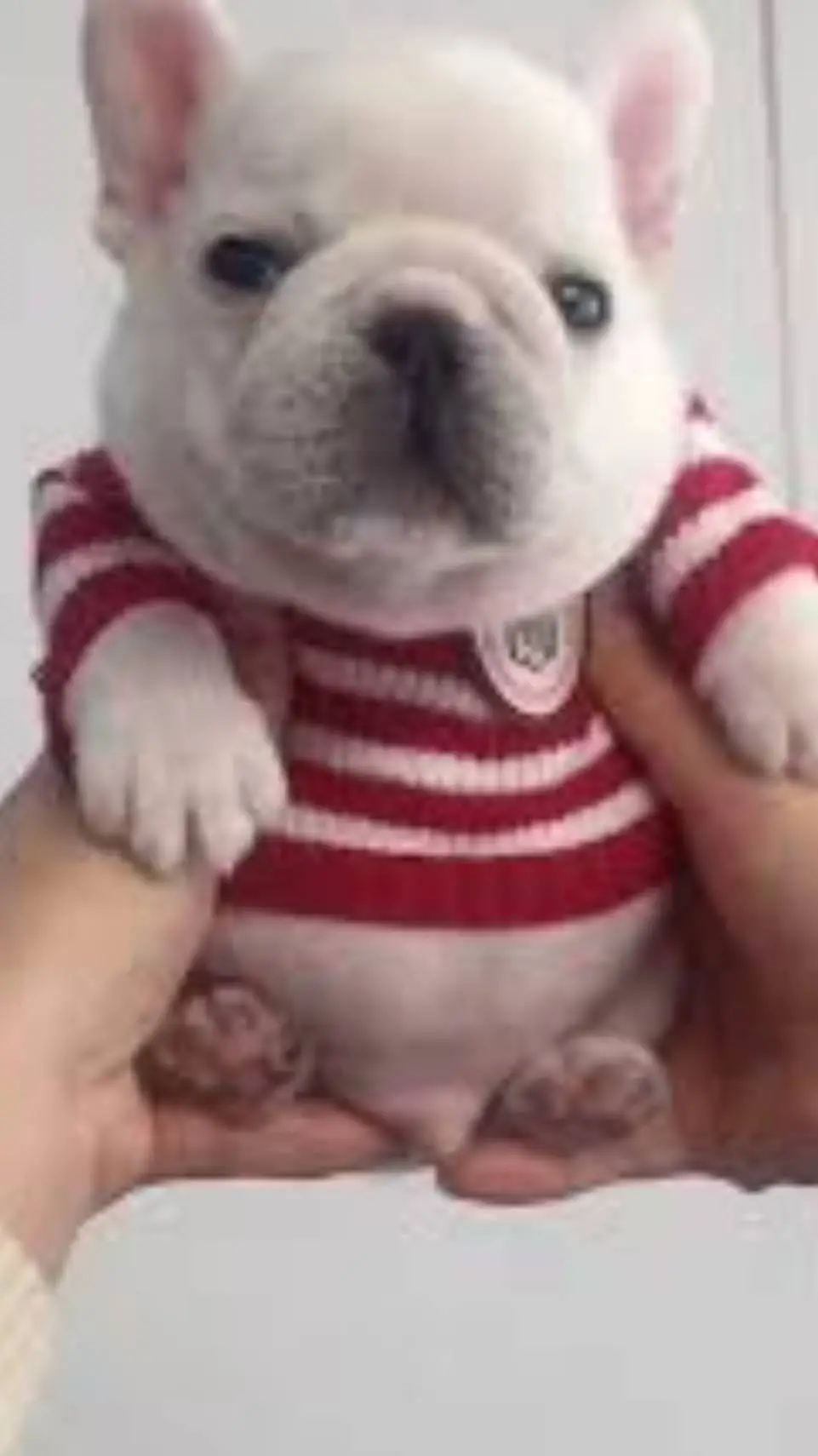 ai character: 🎄Pibble washing🎄 background