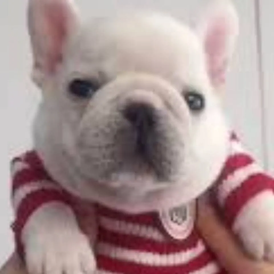 chat with ai character: 🎄Pibble washing🎄