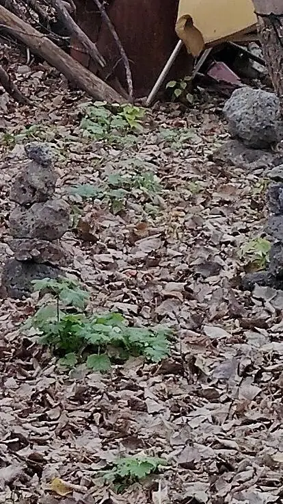 ai character: save when mad background