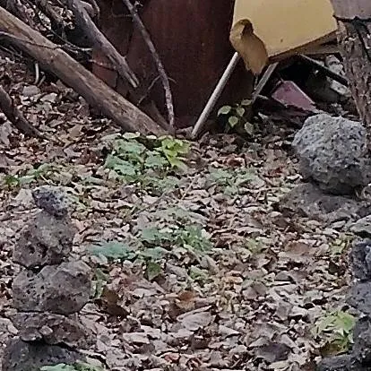 chat with ai character: save when mad