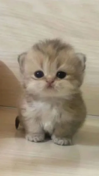 ai character: Adorable kitten background