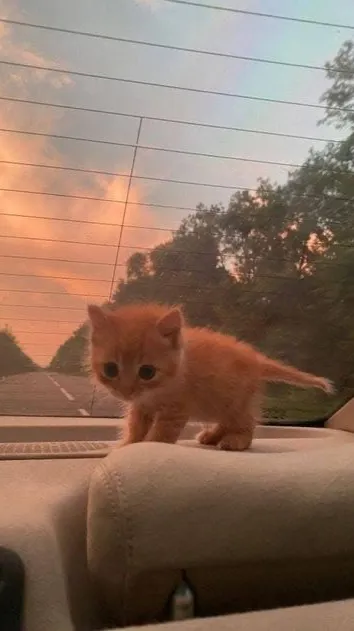 ai character: Car kitten background