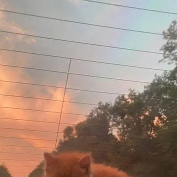 chat with ai character: Car kitten