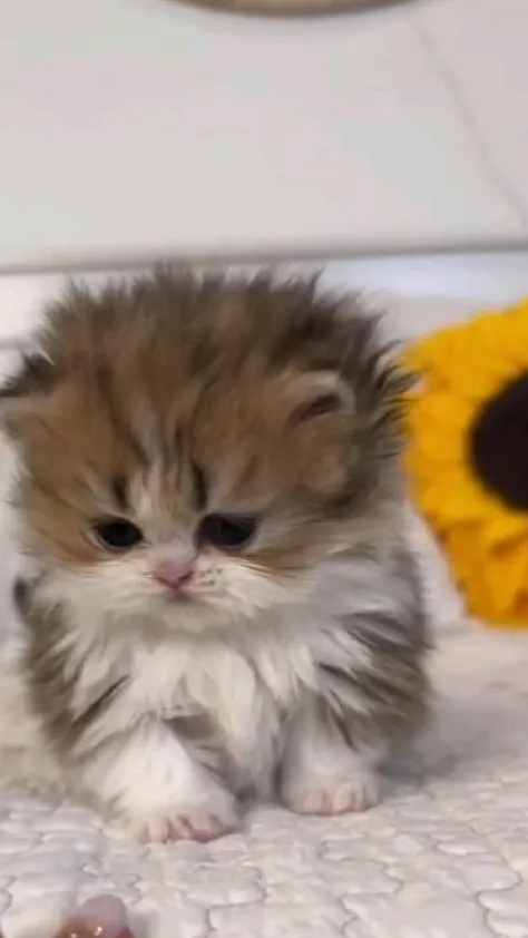 Talkie AI - Chat with 🌼🌻sunny!🌻