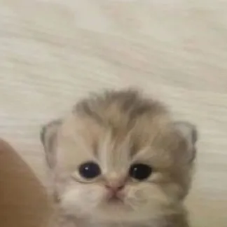 chat with ai character: Adorable kitten