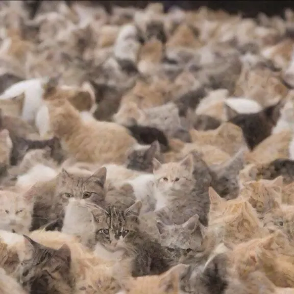 chat with ai character: 6000 kittens! 