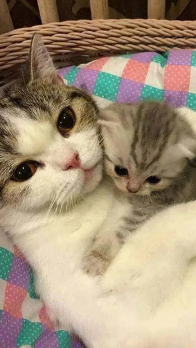 chat with ai character: mama cat