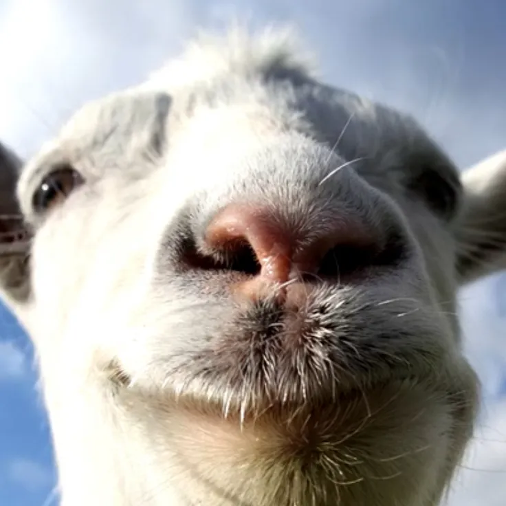 chat with ai character: Goat