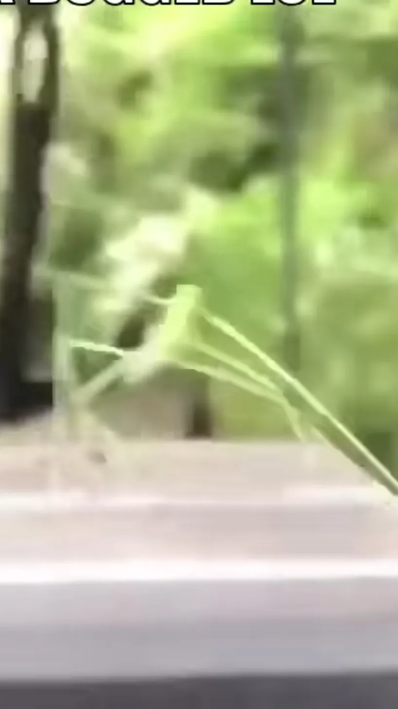 ai character: Stick bug background