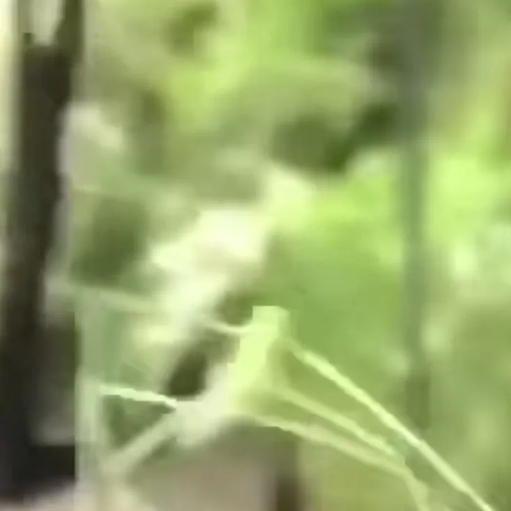 chat with ai character: Stick bug