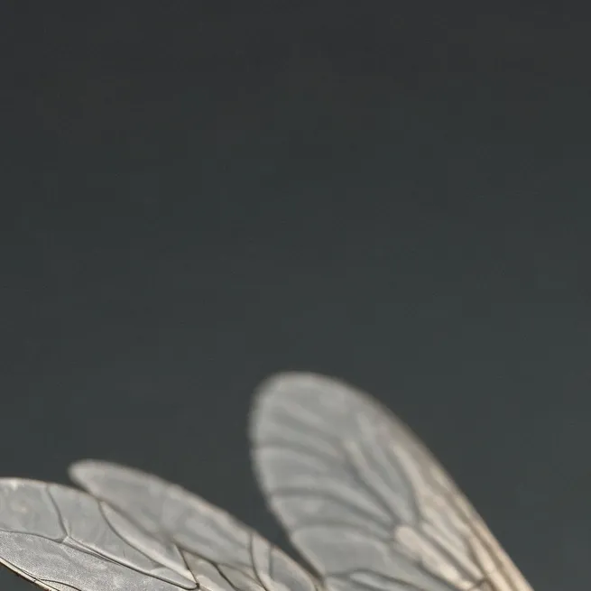 chat with ai character: fly