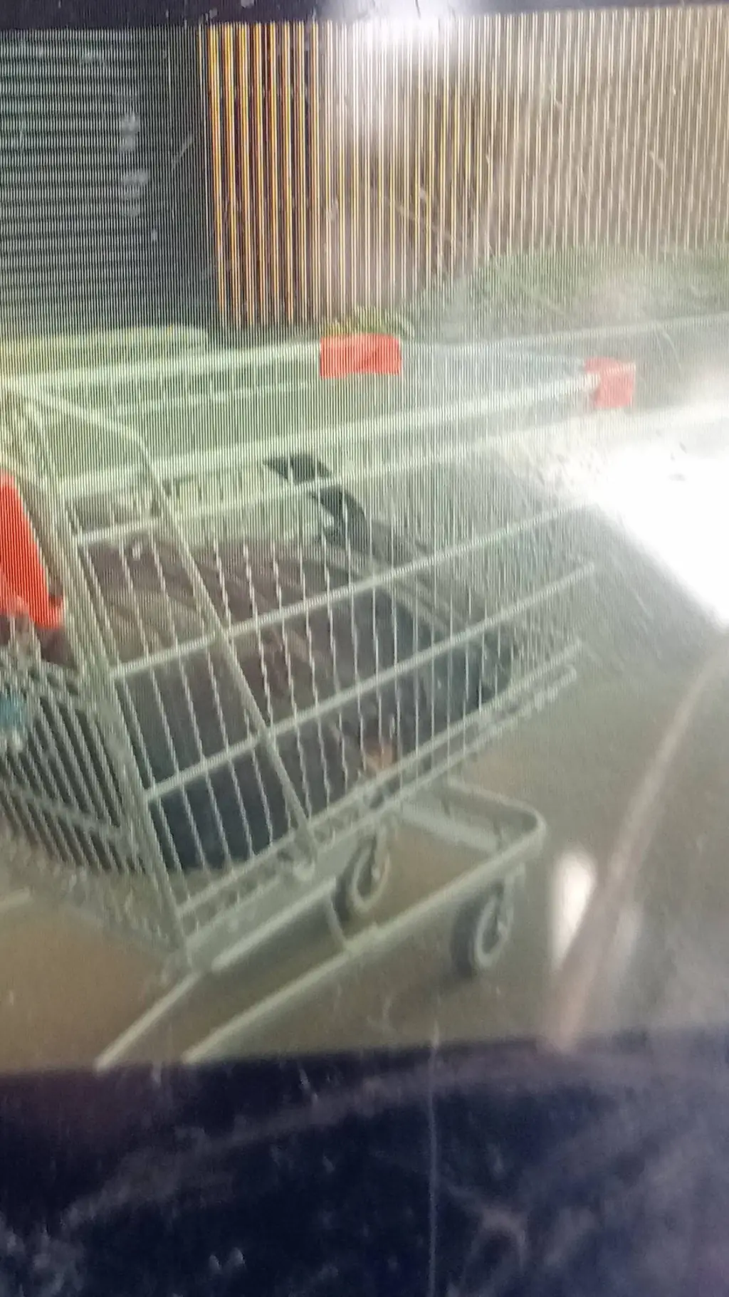 ai character: !!!Anything!!! background