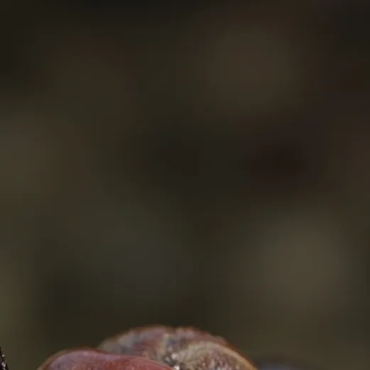 chat with ai character: Annoying roach