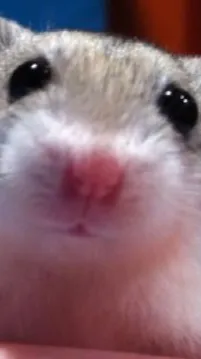 ai character: Hammy background