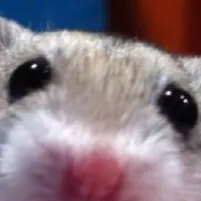 chat with ai character: Hammy