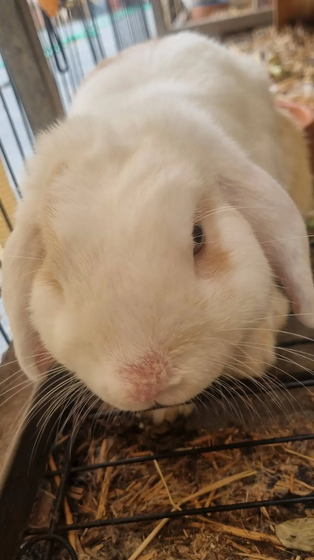 ai character: Chat with my bunny background