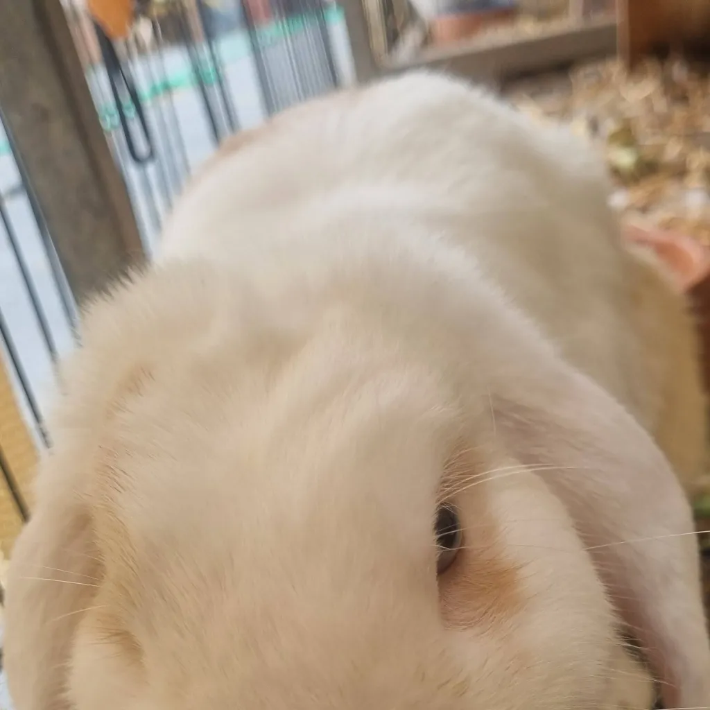 chat with ai character: Chat with my bunny