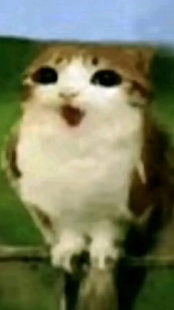 ai character: MEOWL background