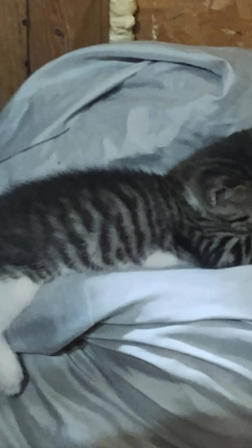 ai character: boots 😔 R i P background