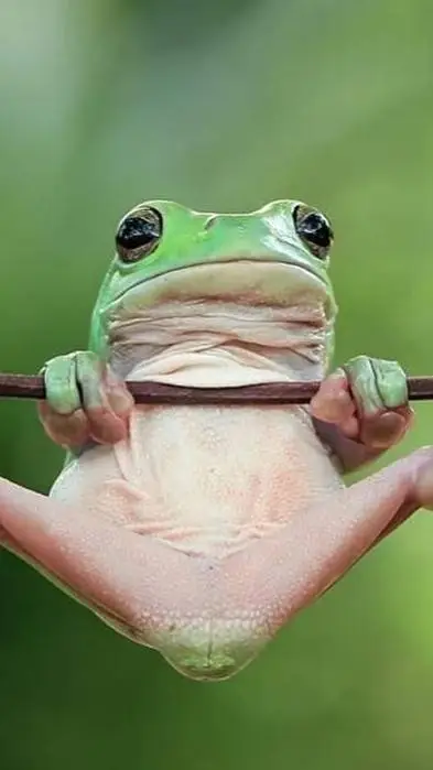 ai character: Froggy background