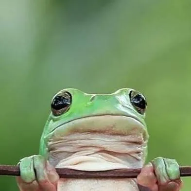 chat with ai character: Froggy