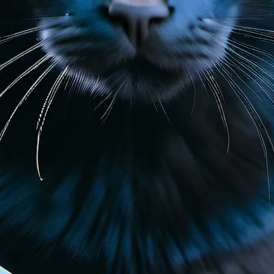 chat with ai character: Mystique Whiskers