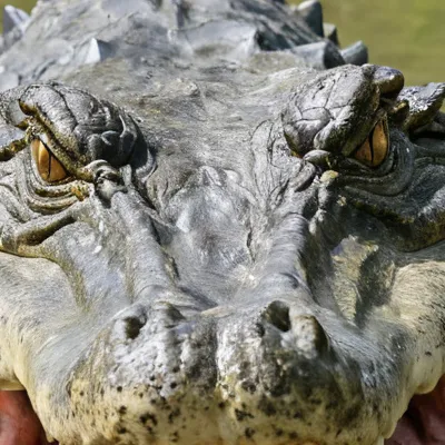 chat with ai character: Crocodile 
