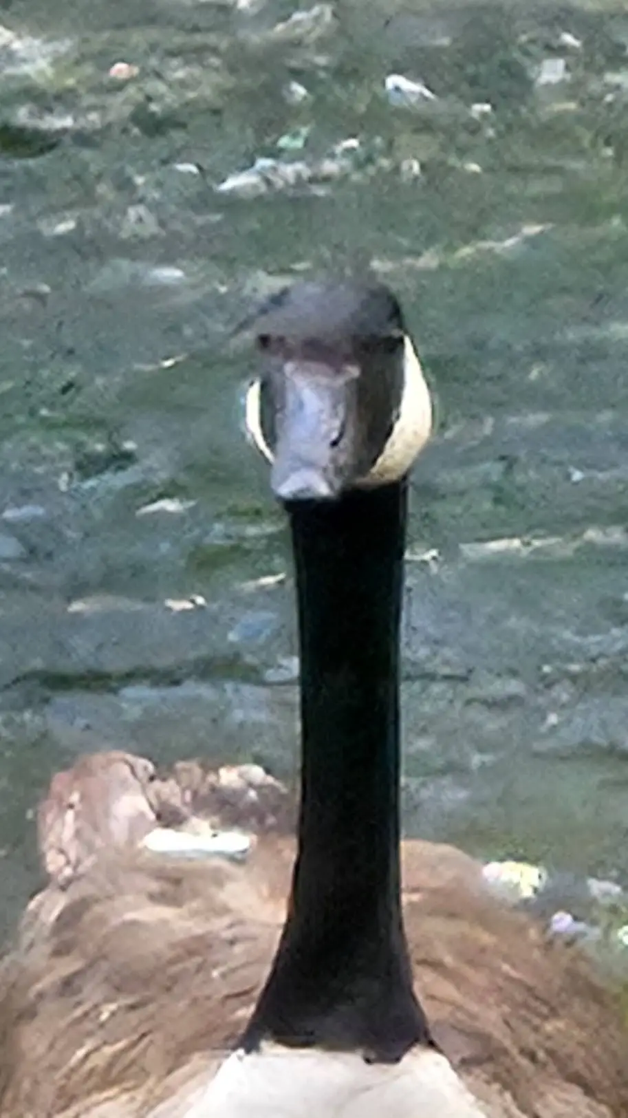 ai character: Mr goose background