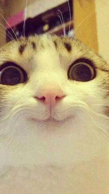 ai character: a funny kitty background
