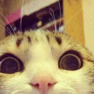 chat with ai character: a funny kitty
