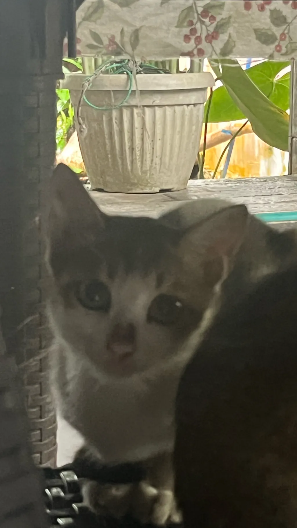 Talkie AI - Chat with ~Meow Meow~ :3