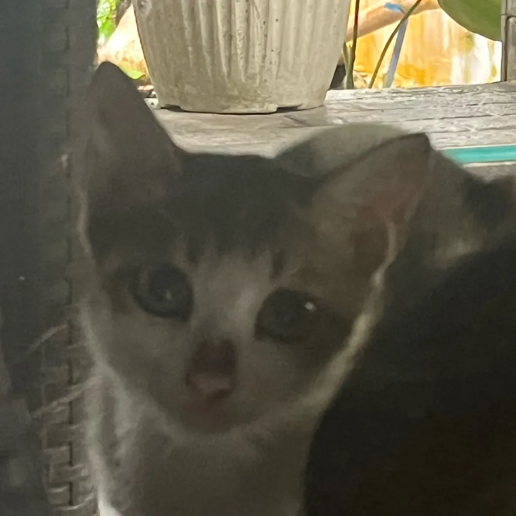 chat with ai character: ~Meow Meow~ :3