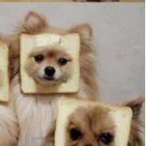 chat with ai character: Breadog boss fight