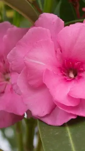 ai character: Numberjacks background