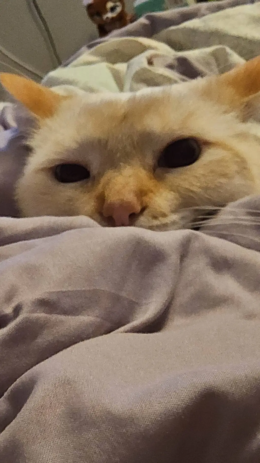 ai character: 8dk background