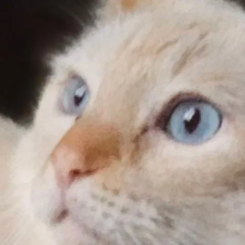 chat with ai character: Kristoff 