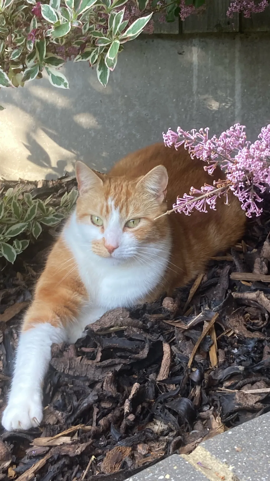 ai character: Dw pick me!  background